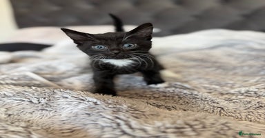 Russian Blue cats - Advert 2