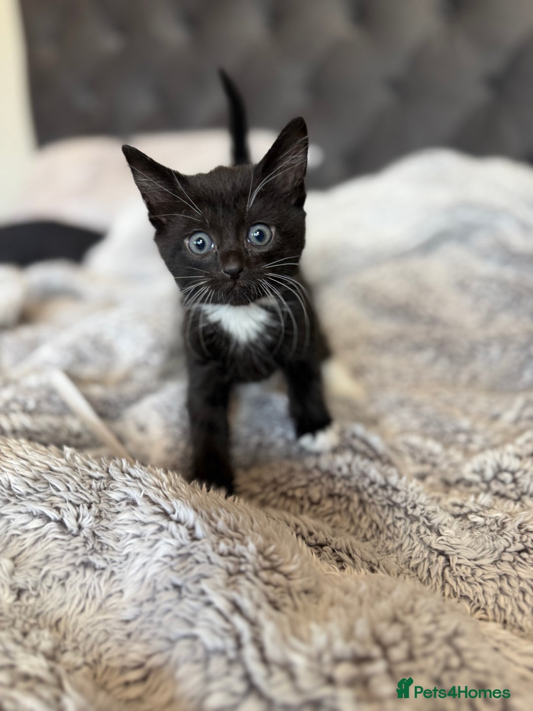 Russian Blue cats for sale: Russian blue x British shorthair  - Image 3