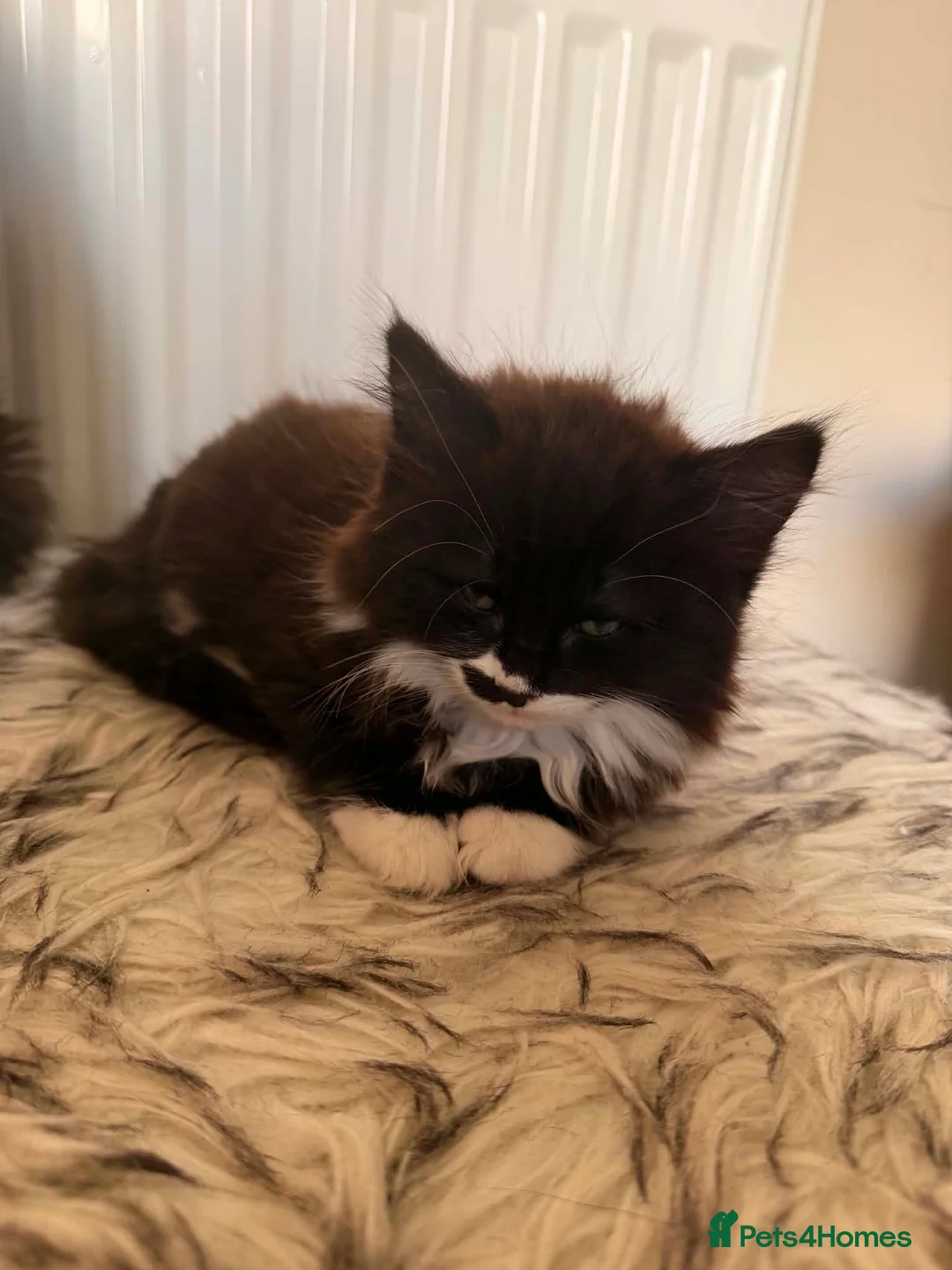 Mixed Breed cats for sale: Two fluffy kittens looking for forever loving home - Advert 23