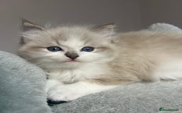 Ragdoll cats for sale: Registered Ragdolls kittens for sale - Image 11