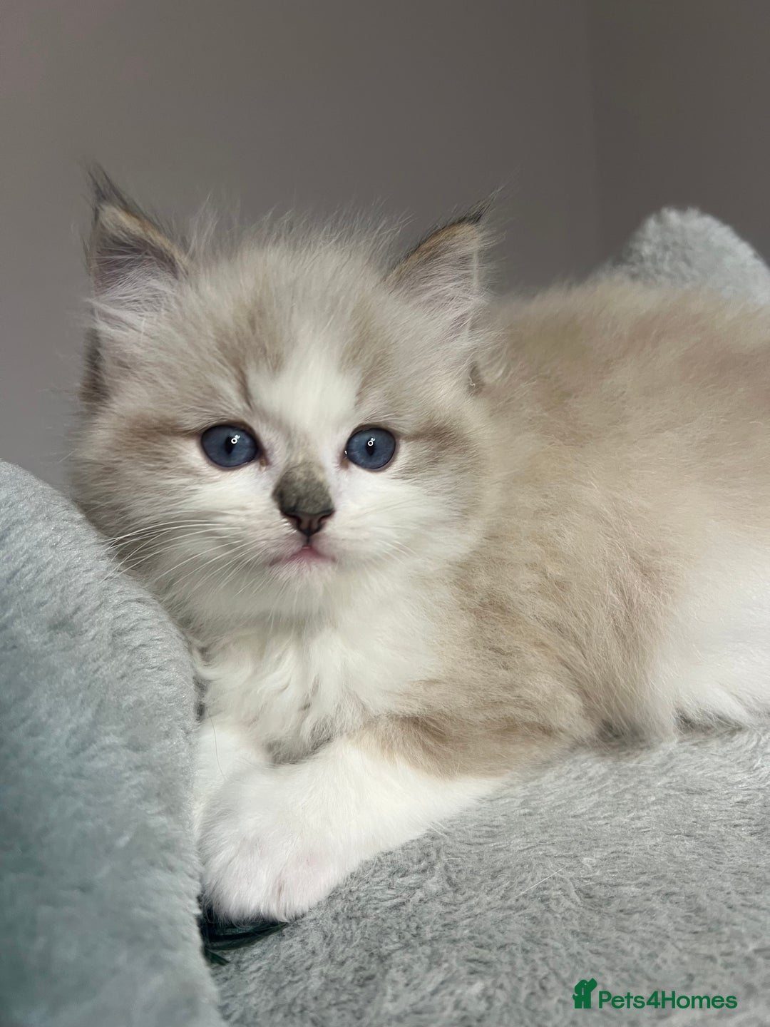 Ragdoll cats for sale: Registered Ragdolls kittens for sale - Image 11