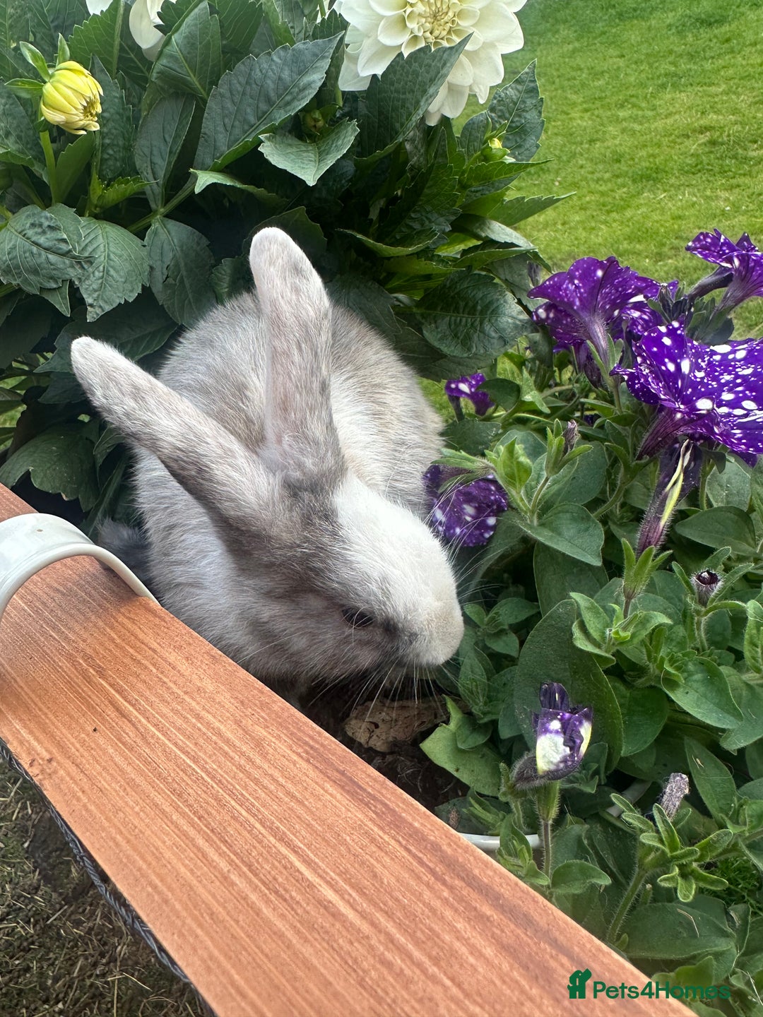 Mini Lop rabbits for sale: Mini Lops. READY NOW - Image 5