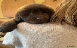 Newfoundland dogs for sale: 🐾 Beautiful Chocolate Newfoundland Puppy (LAST 1) - Image 6