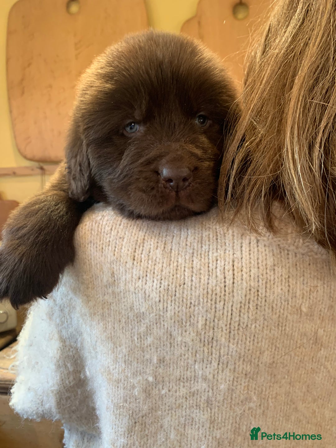 Newfoundland dogs for sale: 🐾 Beautiful Chocolate Newfoundland Puppy (LAST 1) - Image 6