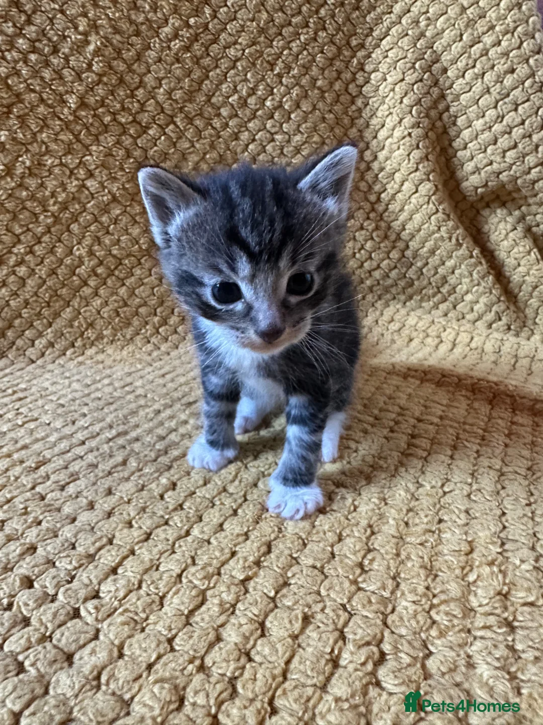 Mixed Breed cats for sale: Kittens - Advert 2