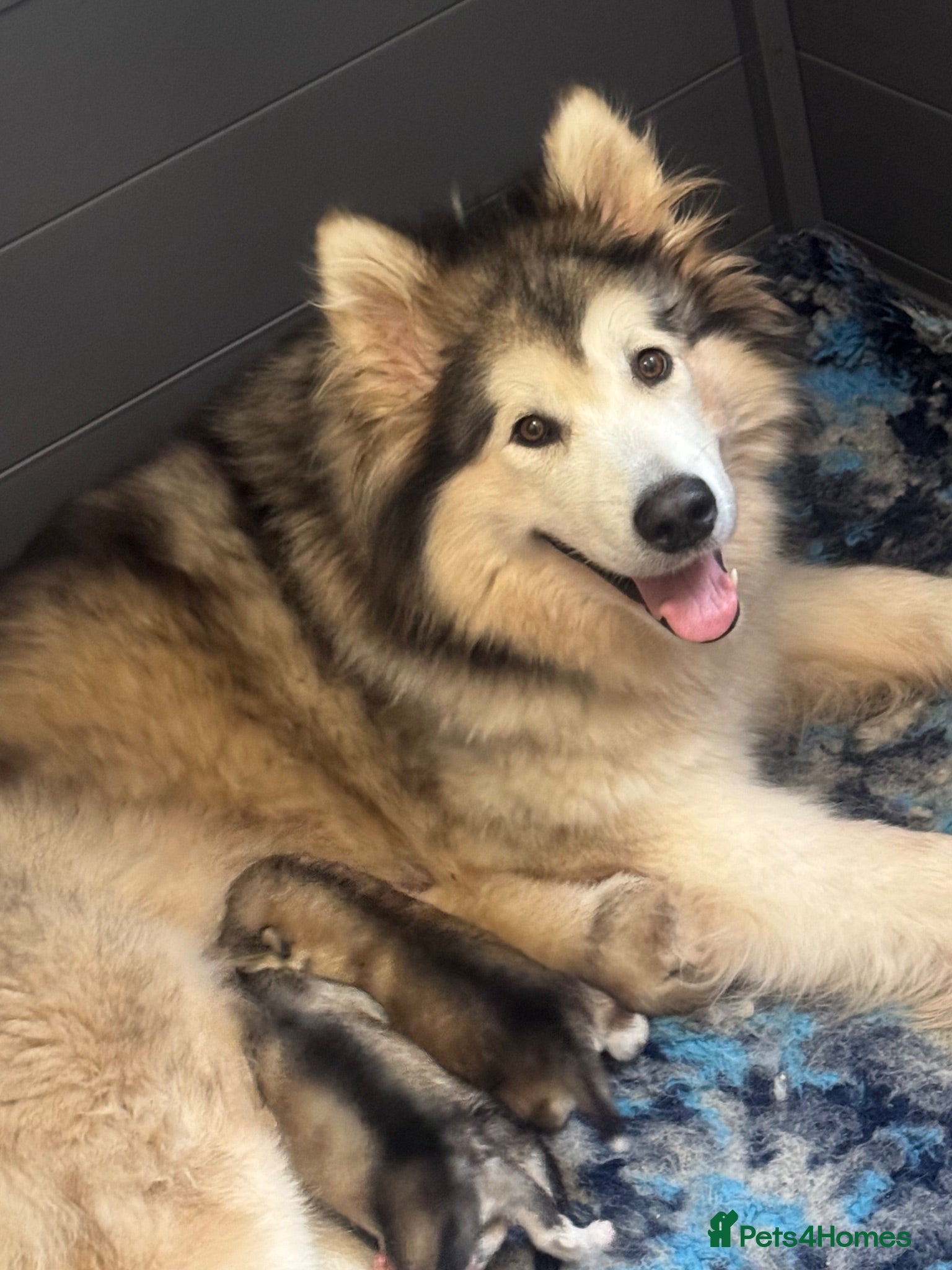 Alaskan Malamute dogs Outstanding Champion Lines KC Malamute Pups  - Advert 1