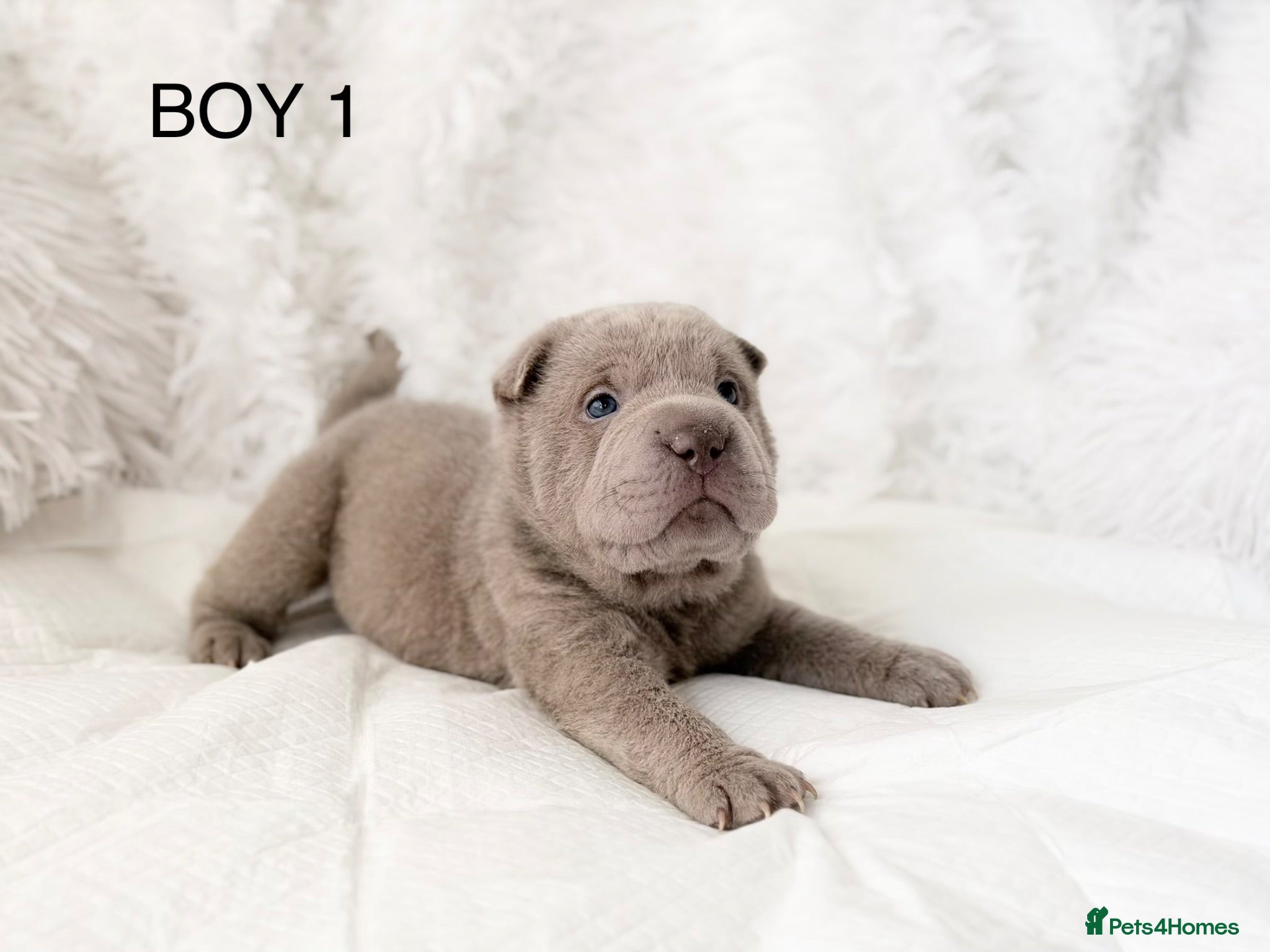 Shar Pei dogs ⭐️ Fifty Shades Of Lilac Shar pei Pups ⭐️ - Advert 8