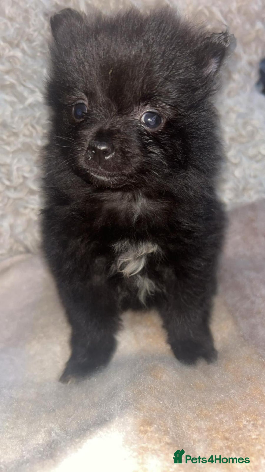 Pomeranian dogs for sale: Toy Pomeranian - Advert 8