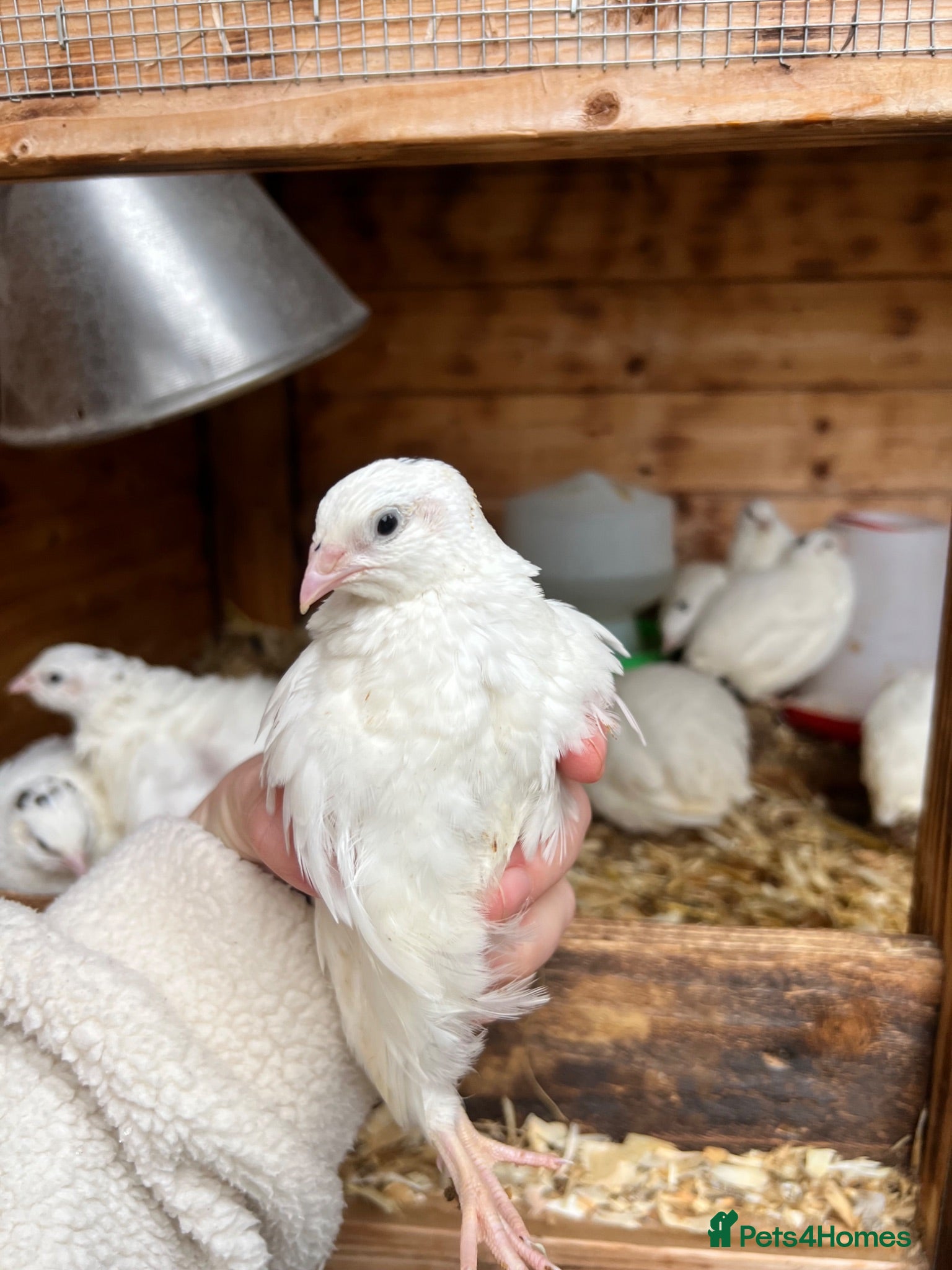 Quail poultry Coturnix White Quail - Advert 2