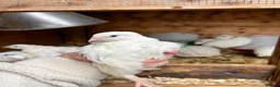 Quail poultry for sale: Coturnix White Quail - Advert 1