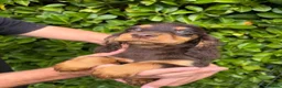 Cocker Spaniel dogs for sale: 🐾Beautiful cocker spaniel puppy’s 🐾 - Advert 3