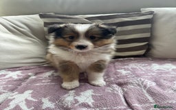Shetland Sheepdog dogs for sale: Purebred Shetland Sheepdog Puppies - Image 11
