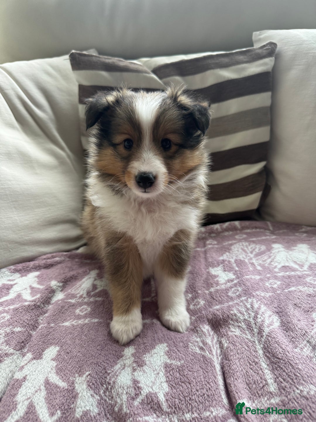 Shetland Sheepdog dogs for sale: Purebred Shetland Sheepdog Puppies - Image 11