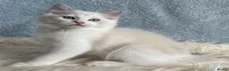 Ragdoll cats for sale: Beautiful Tica Register Kittens Ragdoll - Advert 25
