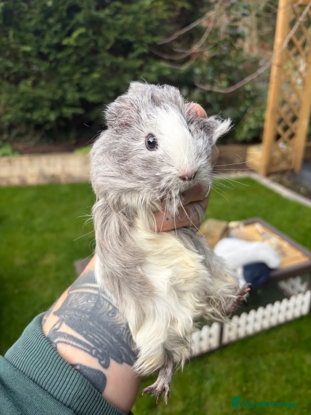 Guinea Pig rodents for sale: 4 Female Guinea Pigs in Chipping Campden - Advert 2