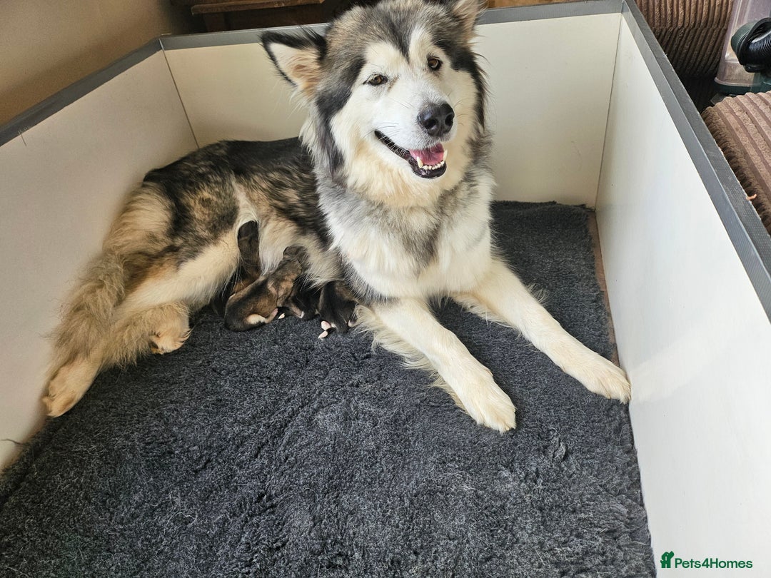 Alaskan Malamute dogs for sale: Alaskan Malamute puppies  - Image 9