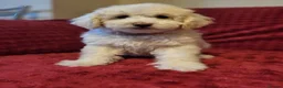 Poochon dogs for sale: Poochon READY TO GO - Advert 12
