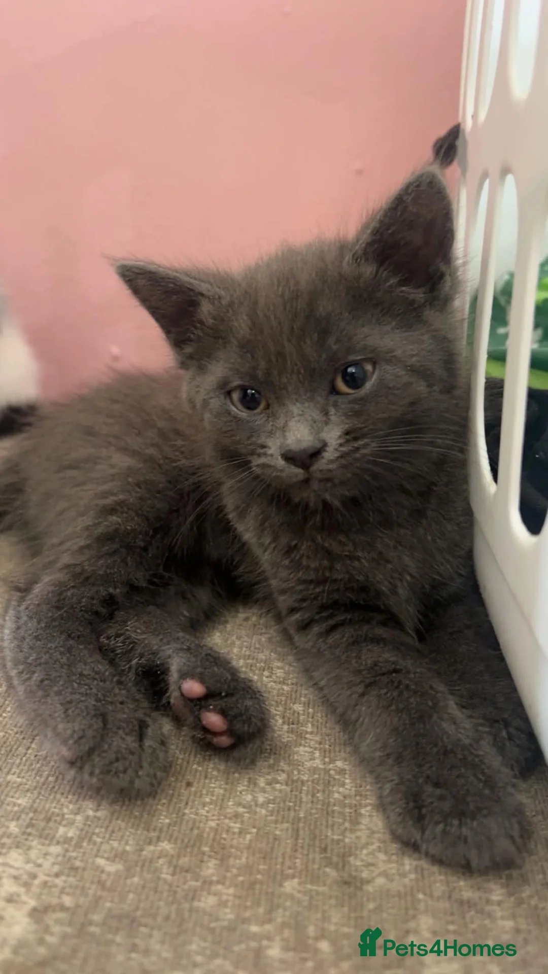 Mixed Breed cats for sale: Beautiful kittens  - Advert 2