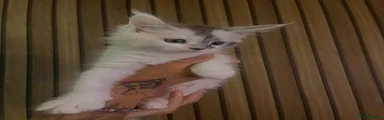 Maine Coon 2