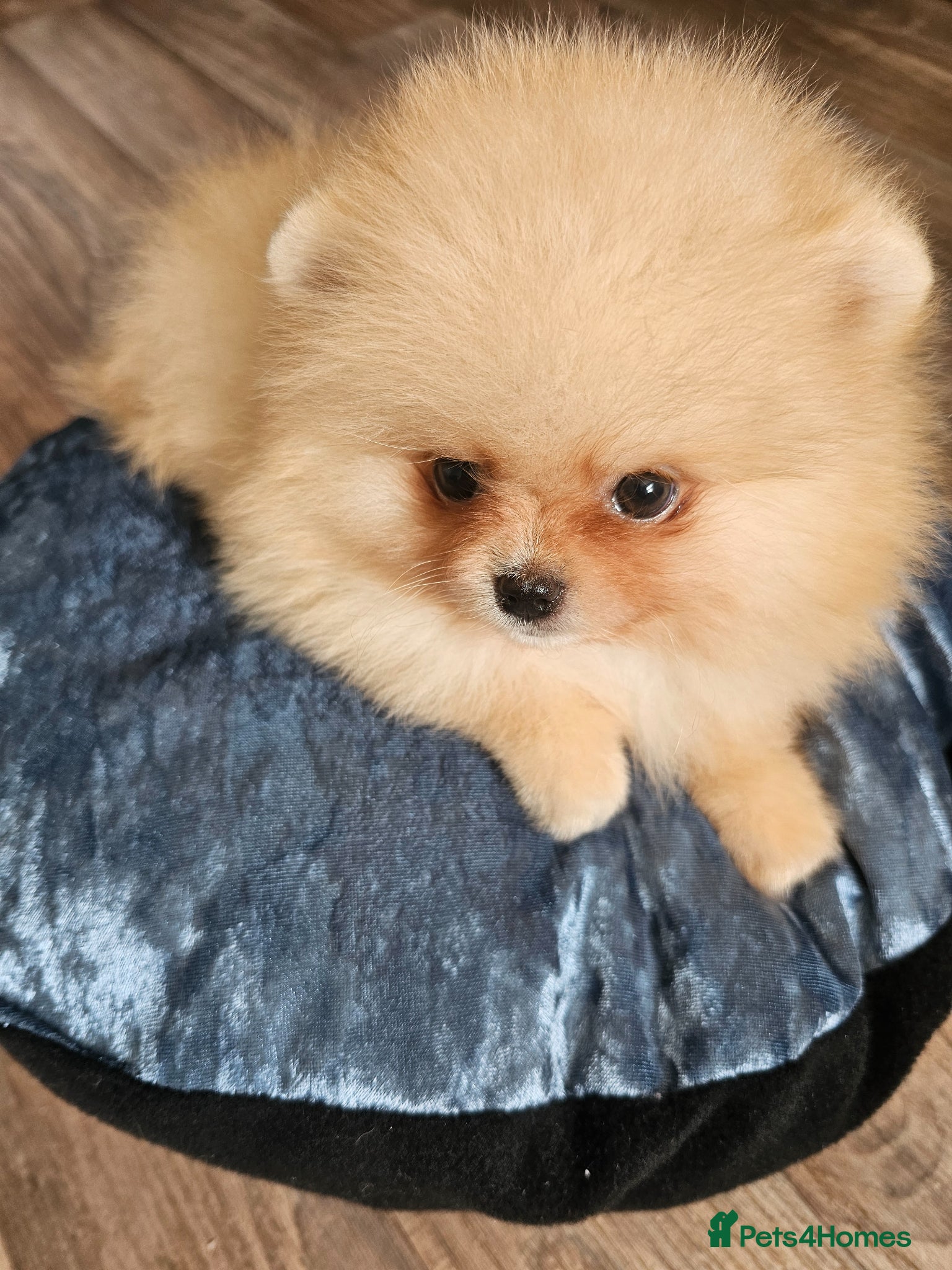 Pomeranian dogs for sale: Pom puppies - Advert 5