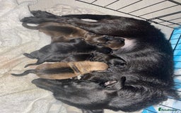 Mixed Breed dogs for sale: 3 male shitzu cross Patterdale puppies  - Advert 1