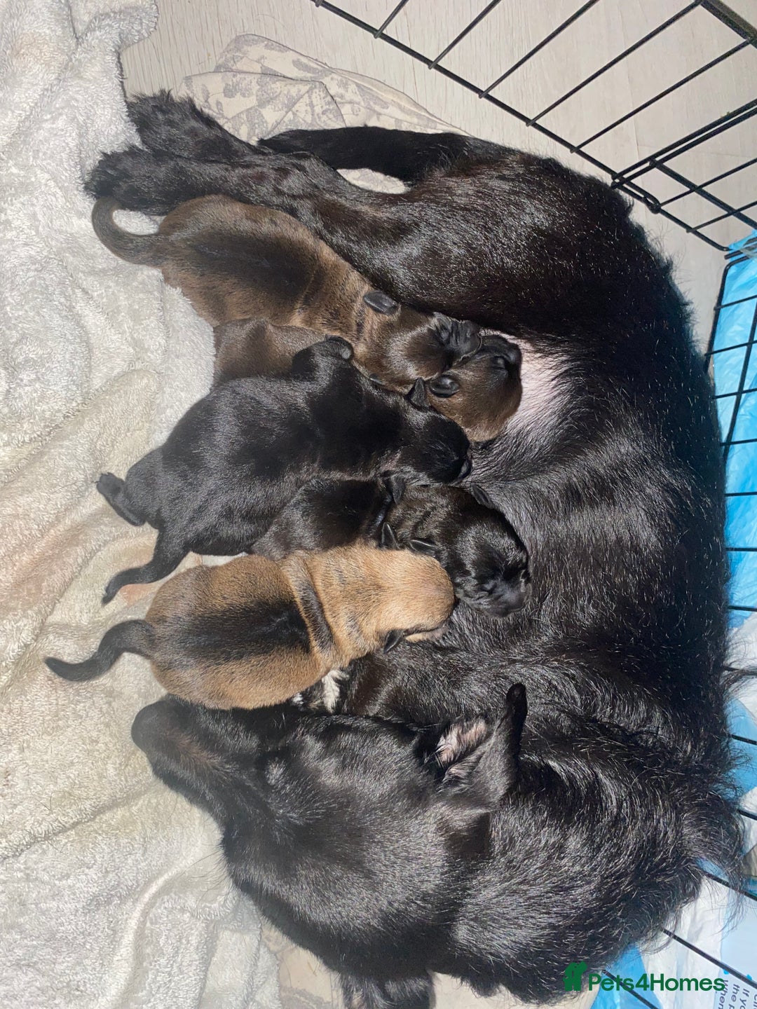 Mixed Breed dogs for sale: 3 male shitzu cross Patterdale puppies  - Advert 1