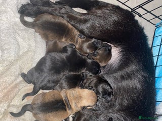 Mixed Breed dogs for sale: 3 male shitzu cross Patterdale puppies - Advert 1