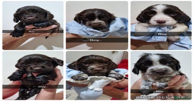 Cocker Spaniel dogs - Advert 15