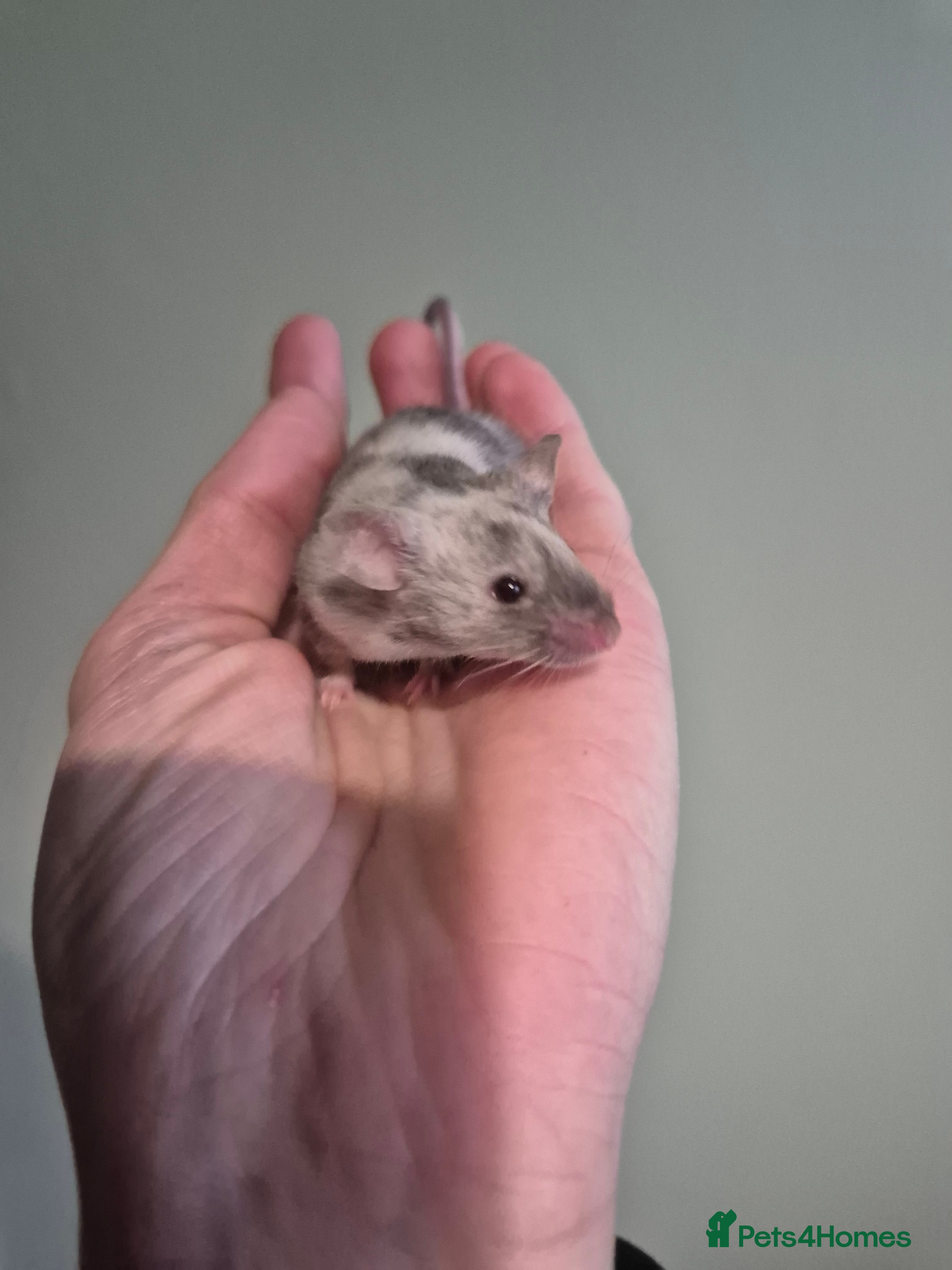 Mouse rodents Fancy mice looking for homes - Advert 5