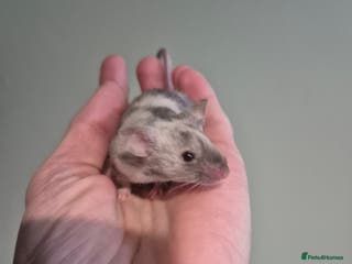 Mouse rodents Fancy mice looking for homes - Advert 5