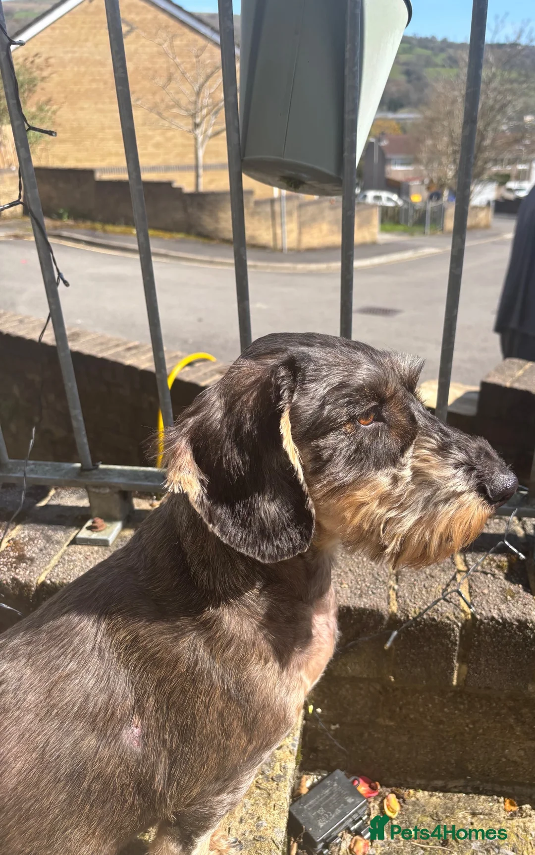 Dachshund dogs for sale: Standard wirehaired dachshund  - Advert 1