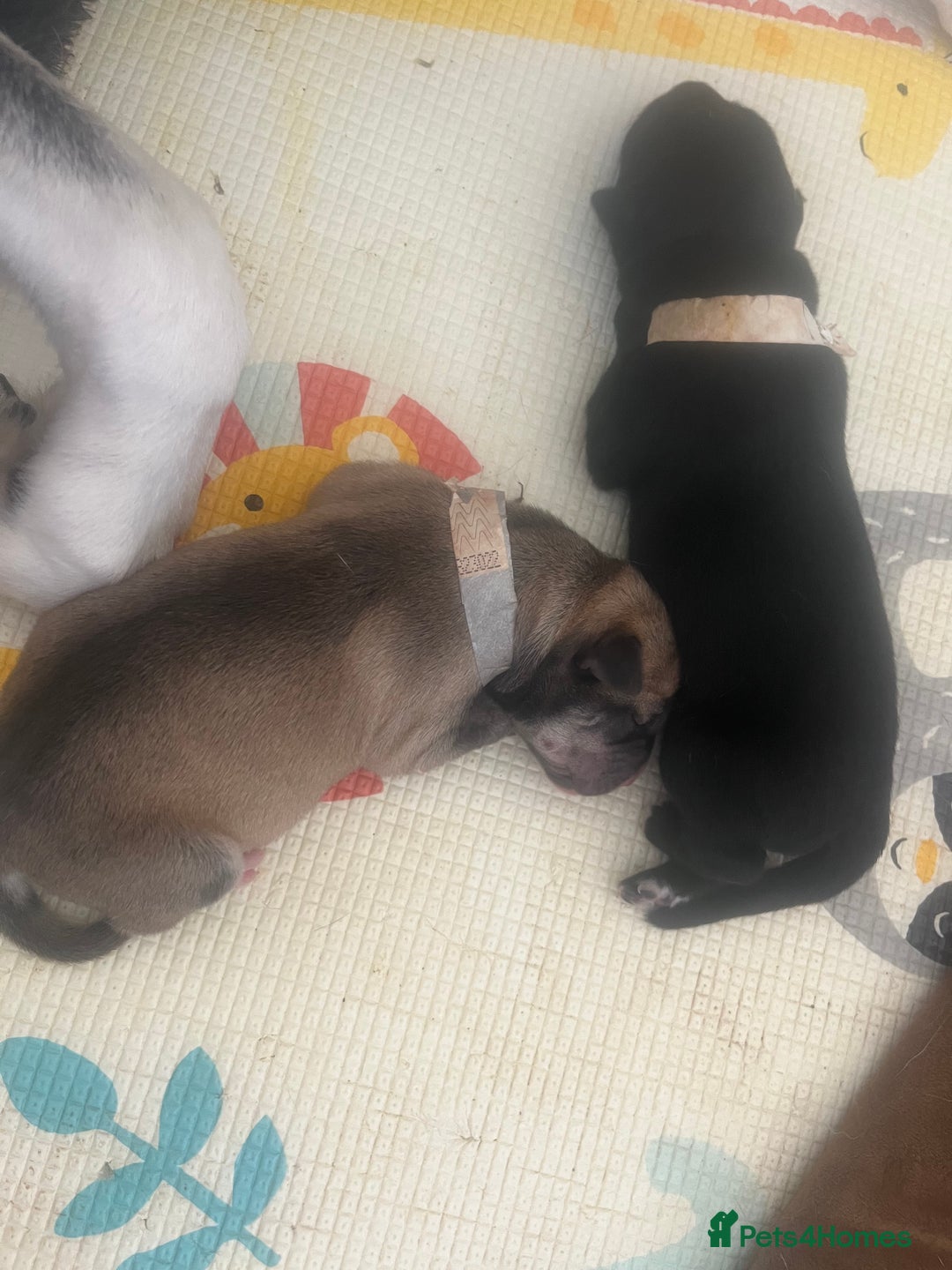 Mixed Breed dogs for sale: Husky/staffi/labrador  - Image 2
