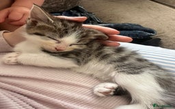 British Shorthair cats for sale: 4 female kittens  - Image 8