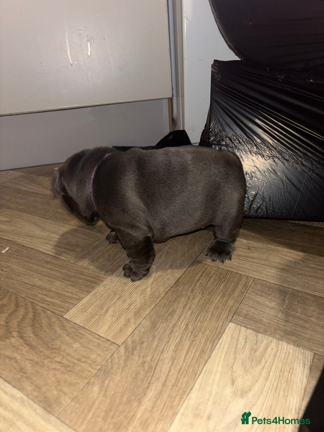 French Bulldog dogs for sale: Mini bulls - Advert 17
