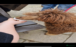 Bernedoodle dogs for sale: Health tested F1 tri bernedoodles last pup - Image 10