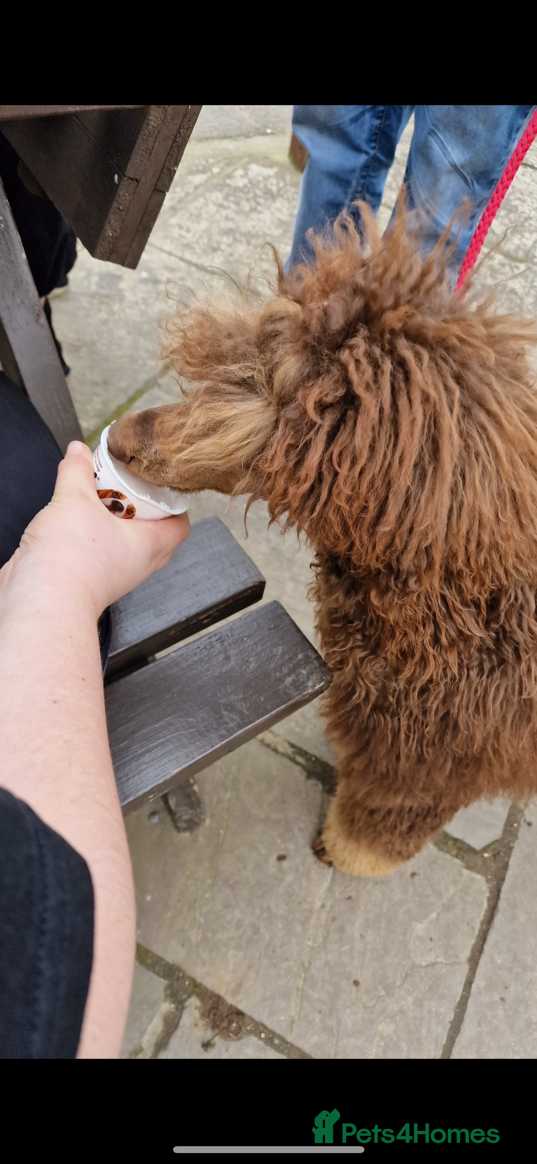 Bernedoodle dogs for sale: Health tested F1 tri bernedoodles last pup - Image 10