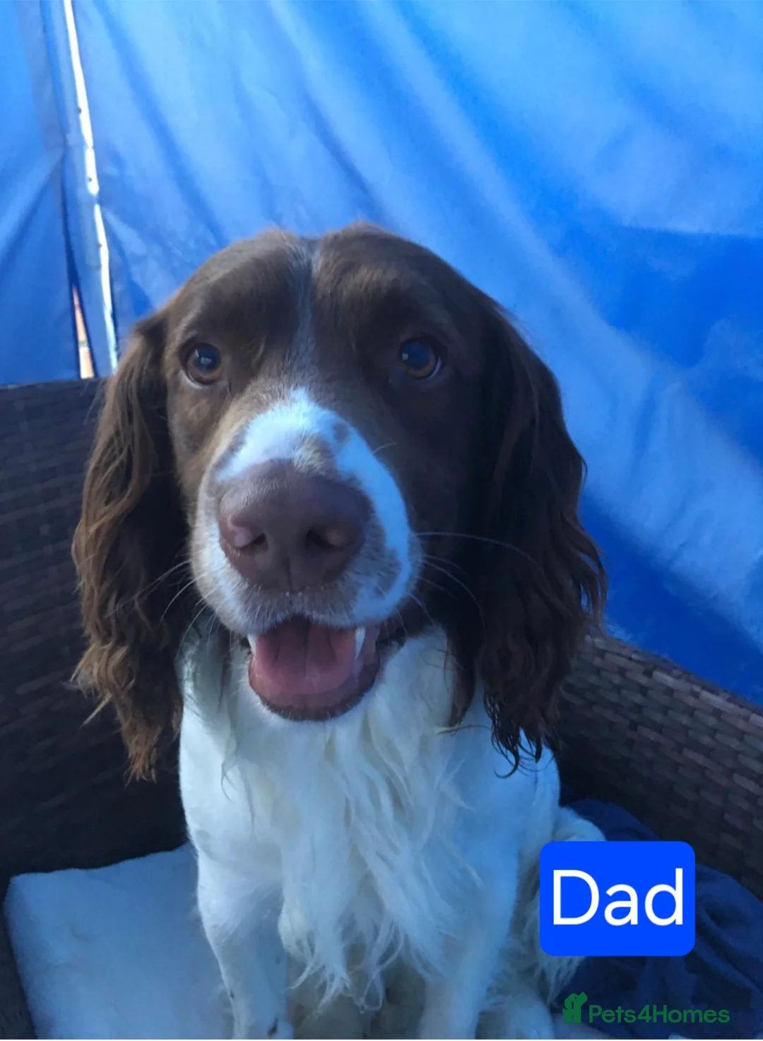 Sprocker dogs for sale: Sprocker Spaniel Puppy for sale - Advert 5