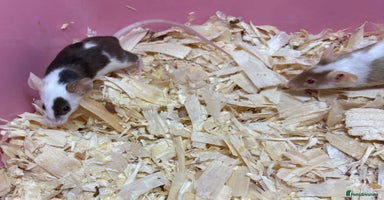Mouse rodents - Advert 2