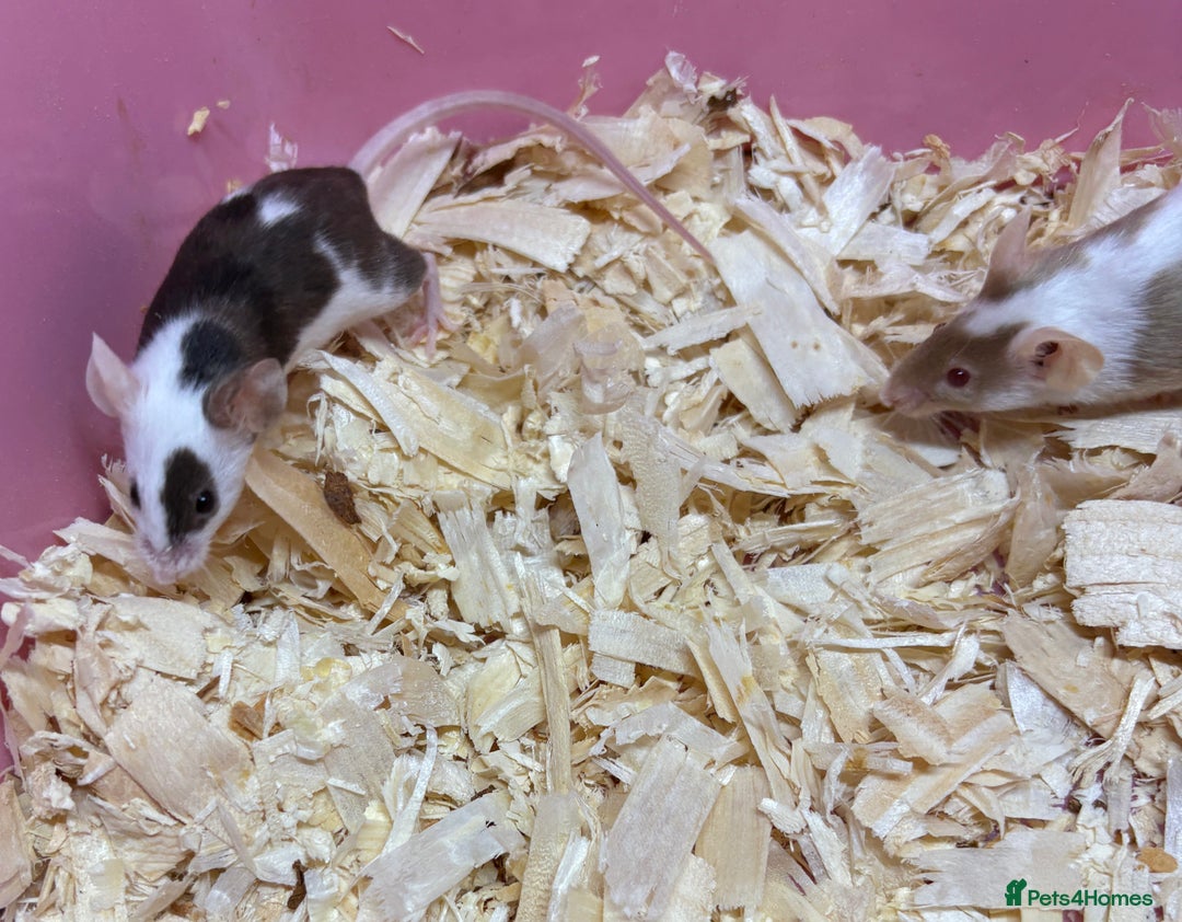 Mouse rodents for sale: Female baby mice ready now  - Image 3