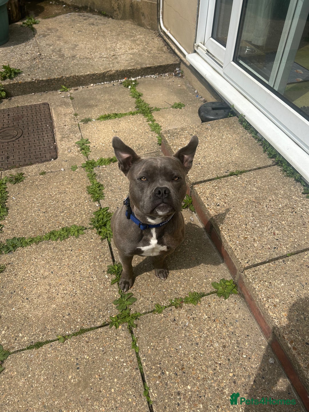 Staffordshire Bull Terrier dogs for stud: Kingston: Staffy cross stud  in Ilford - Image 2