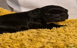 Cocker Spaniel dogs for sale: Cocker spaniel puppies  - Image 9