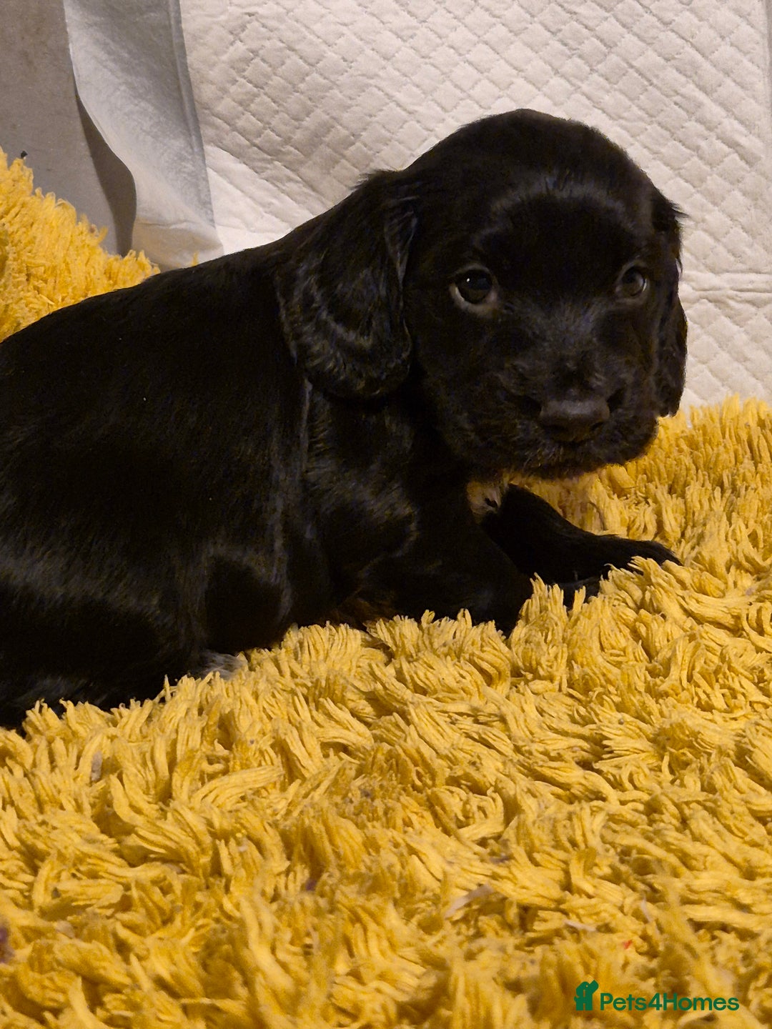 Cocker Spaniel dogs for sale: Cocker spaniel puppies  - Image 9