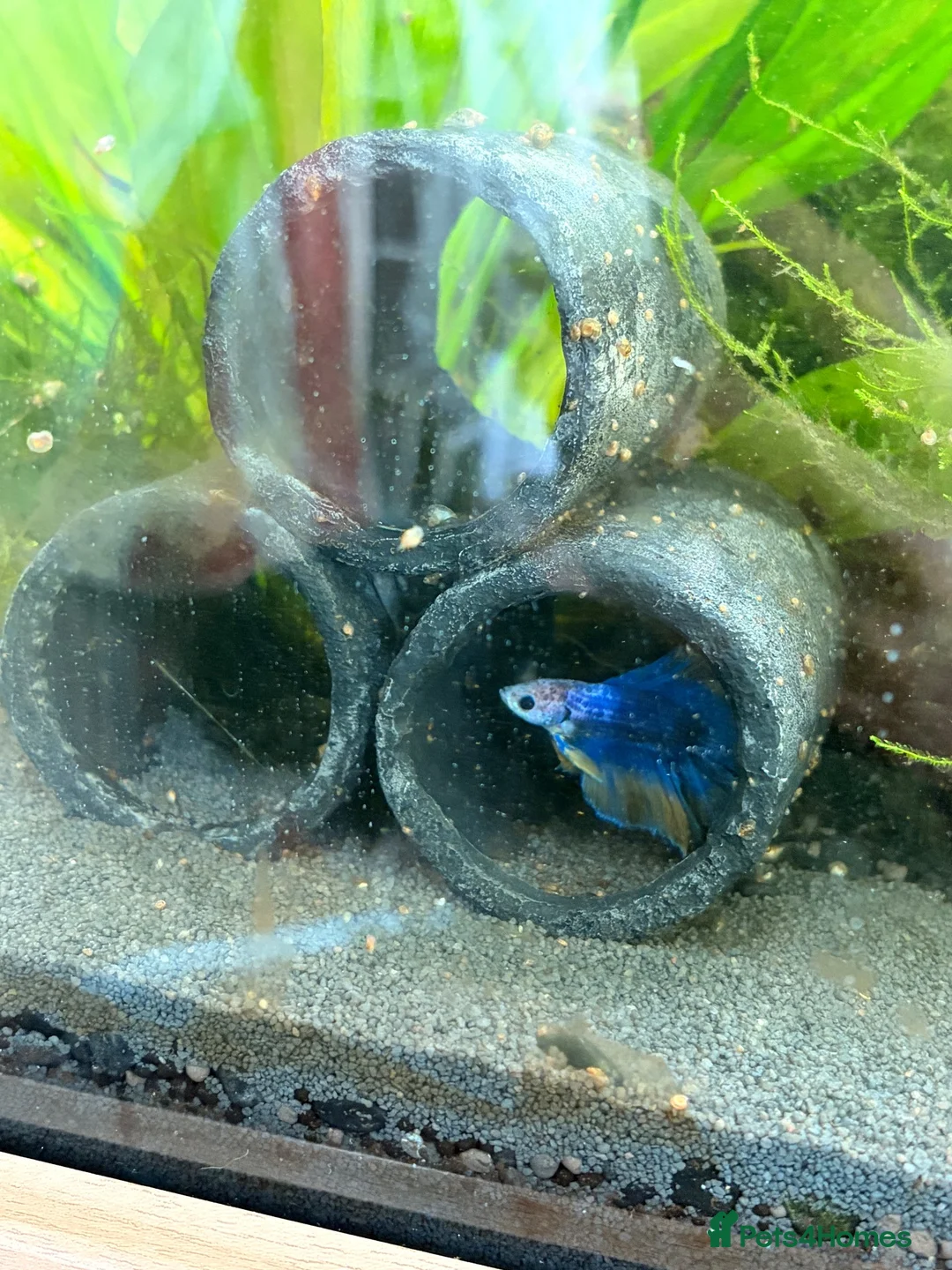 Bettas fish for sale: Half moon blue & yellow betta for rehoming  - Advert 2