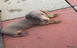 Miniature Dachshund dogs for sale: Miniature dachshund for sale - Image 5