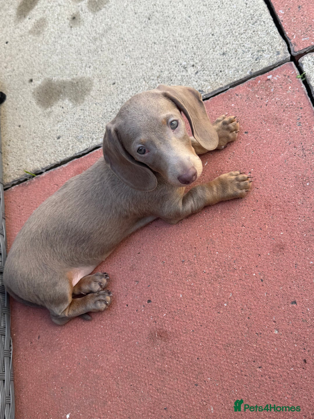Miniature Dachshund dogs for sale: Miniature dachshund for sale - Image 5