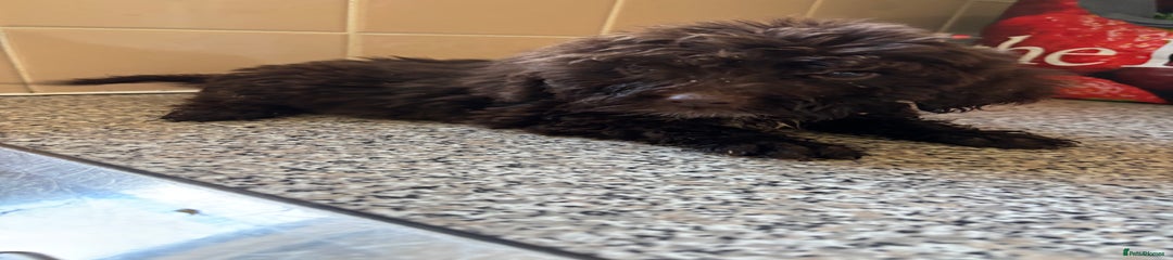 Cockapoo Puppy 1