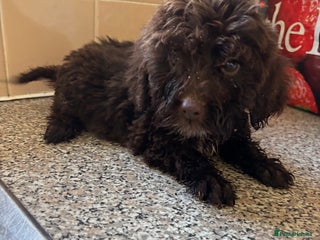 Cockapoo dogs - Advert 6