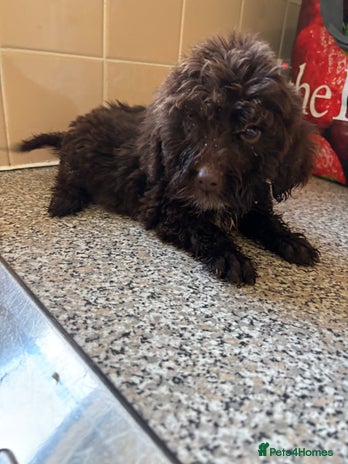 Cockapoo dogs - Advert 1
