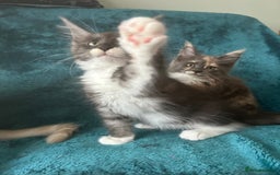 Maine Coon cats for sale: 4 LEFT! Tica registered non active mainecoons - Image 12