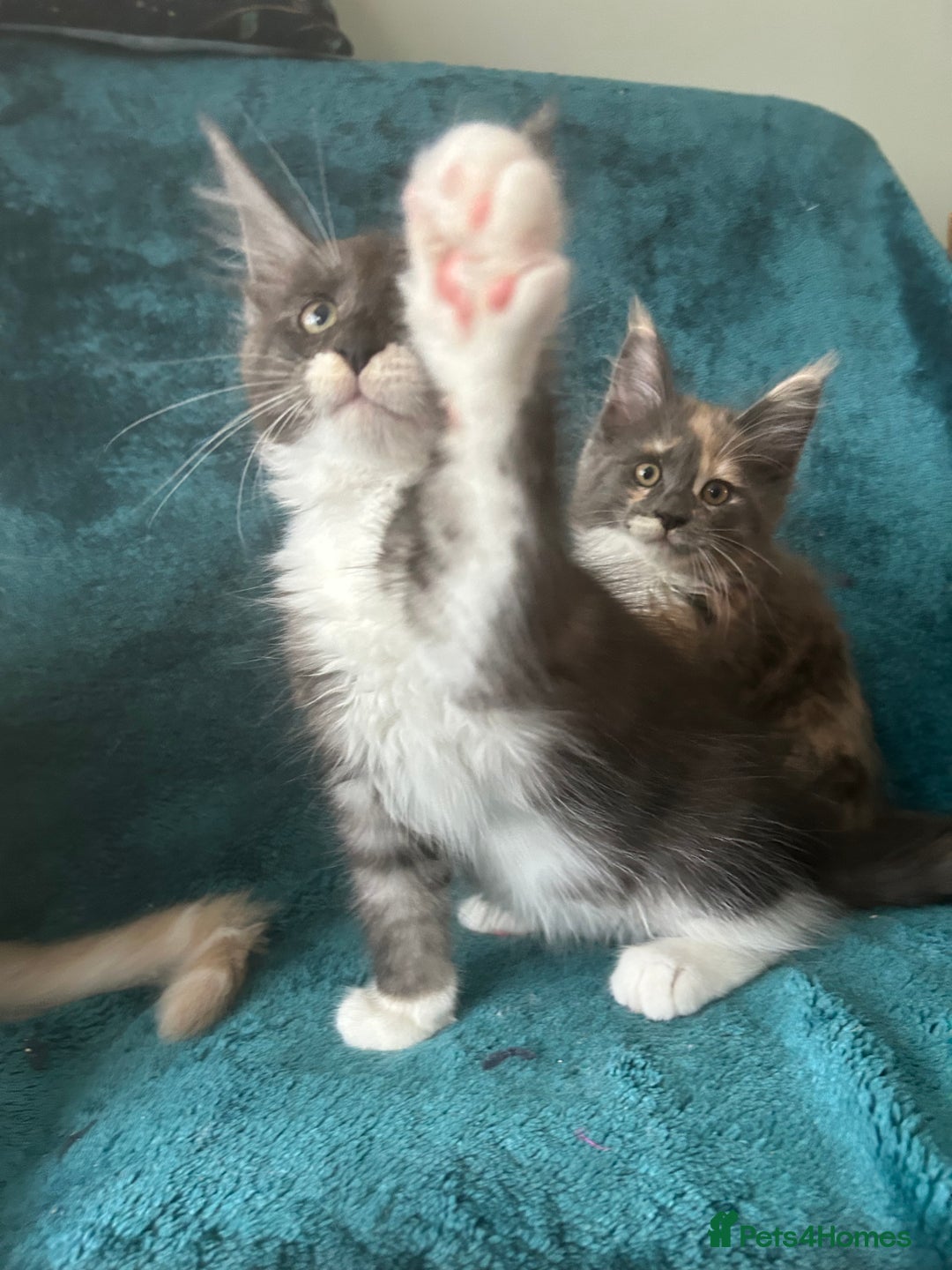 Maine Coon cats for sale: 4 LEFT! Tica registered non active mainecoons - Image 12